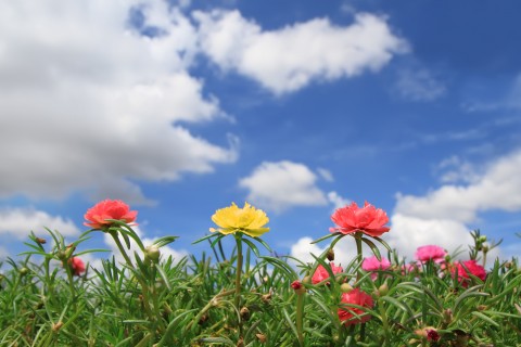 portulaca